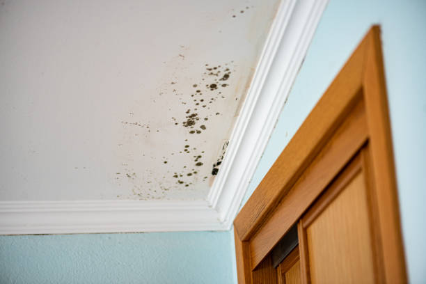 Best Residential Mold Removal  in Millen, GA