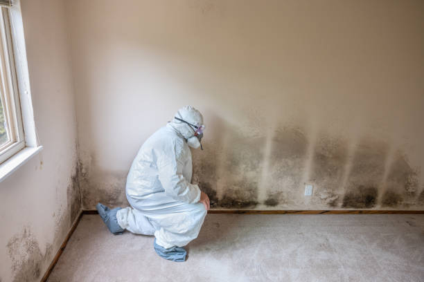 Best Attic Mold Removal  in Millen, GA