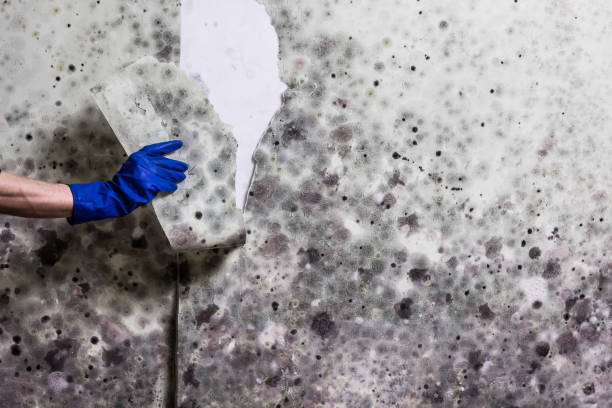 Best Crawl Space Mold Removal  in Millen, GA